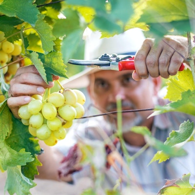 Vinhøstarbeider som skjærer hvite druer fra vinstokker