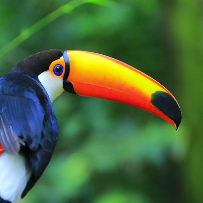 Fargerik tropisk fugl i Amazonas.
