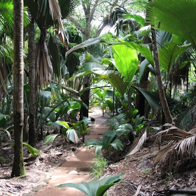 Vallé de Mai-skogen på Seychellene, Det indiske hav, Afrika.