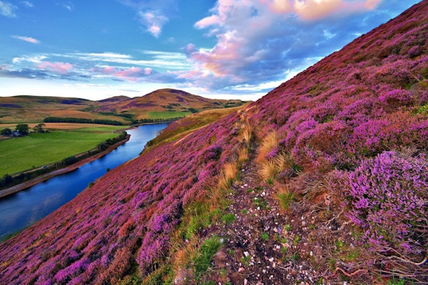 Flott llandskap med elv og rosa blomstrende lyng på Hebridene.