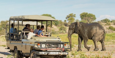 Fol i safarijeep ser på våt elefant som vandrer forbi.