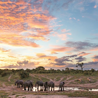 Elefanter vedd vannhull