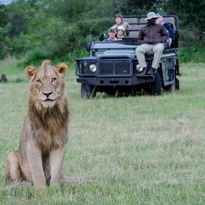 Løve sitter foran safarieep.