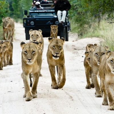 En flokk hunnløver og løveunger går foran en safarijeep