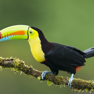 Tukan i naturen. Vakker fugl på Costa Rica.