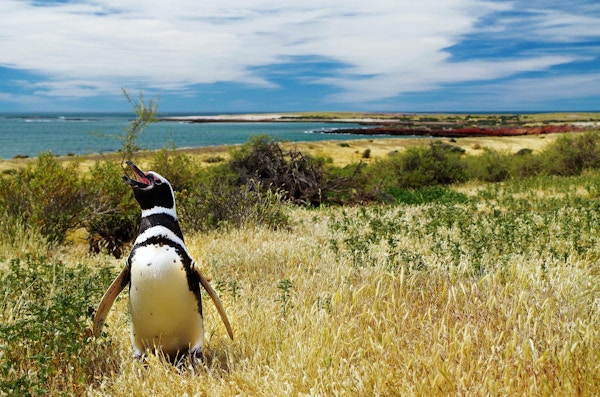 Naturlig leveområde for magelliske pingviner