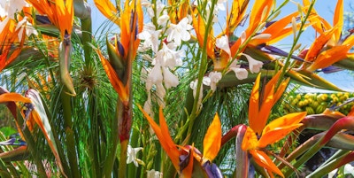 Strelitzia eller Bird of Paradise Flower. Funchal, Madeira, Portugal.