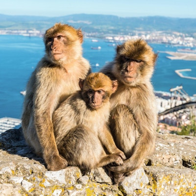 Nærbilde av den berømte villfamilien Barbary Macaques som slapper av i Gibraltar Rock