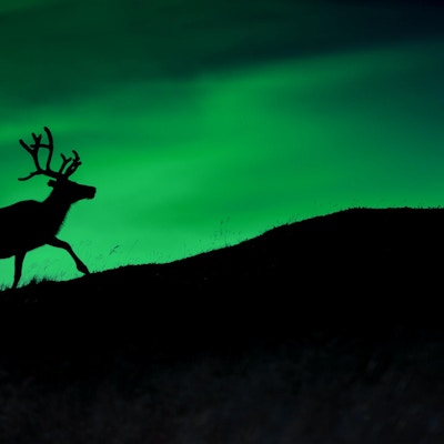 Silhuett av et hjort mot en bakgrunn av Borealis som skinner om natten