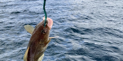Fisk dras opp med fiskestag.