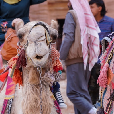 Camels in petra jordan