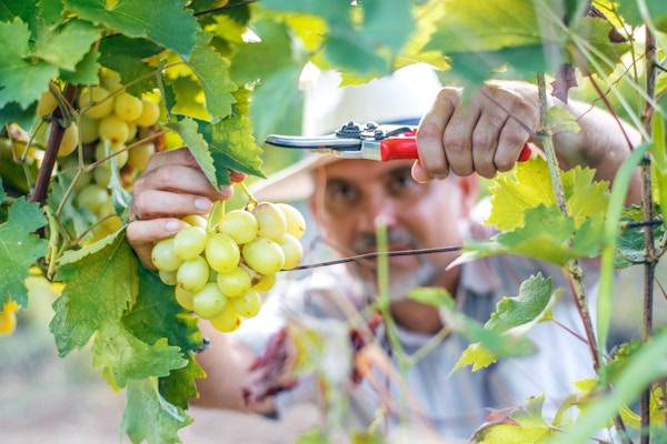 Vinhøstarbeider som skjærer hvite druer fra vinstokker