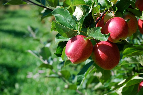 Røde epler på et epletre i Luster