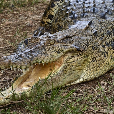 Bangladesh, Sundarban Forest National Park, krokodille