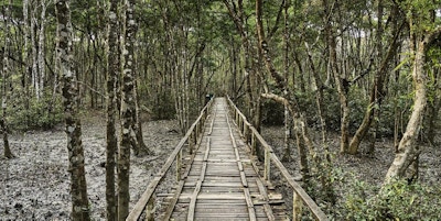 Bangladesh, Sundarban Forest National Park, skog