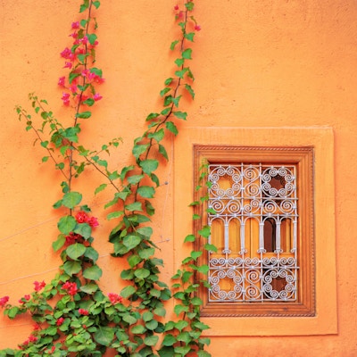Krypeplante på en vegg i Marrakech, Marokko