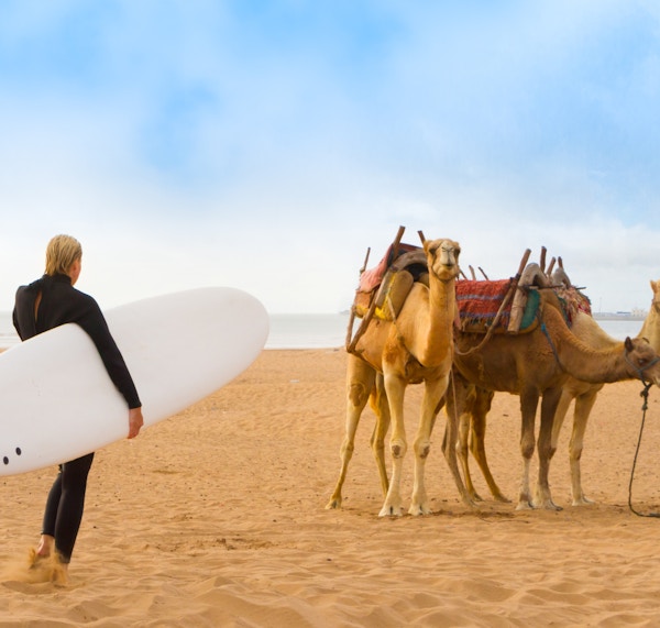 Kvinnelig surfer og kameler på stranden i Essaouira, Marokko, Afrika.