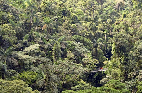 en hengebro i regnskogen