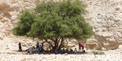 En gruppe hviler i skyggen av et tre i negev-ørkenen, Israel