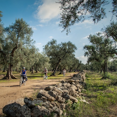 En gruppe mennesker sykler blant oliventrær i Puglia
