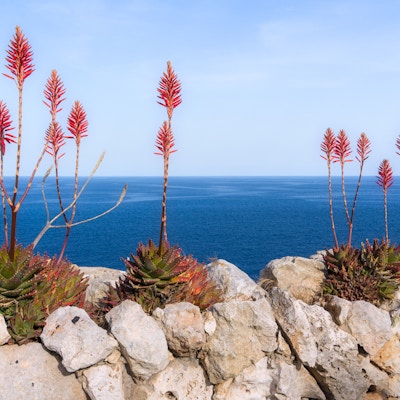 Tre sukkulenter med høye blomster strekker seg opp fra steinene langs kysten i Puglia
