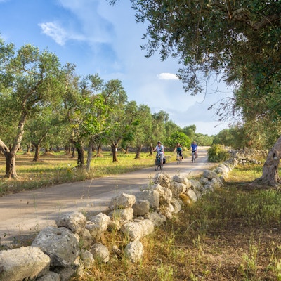 Tre personer sykler blant oliventrær i Puglia