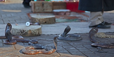 Slanger er en av de mange attraksjonene på torget Jemaa El-Fna i Marrakech, Marokko.