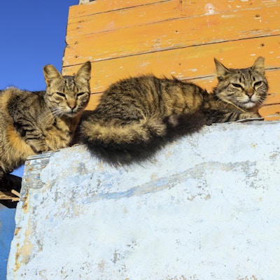 To katter i morgensolen som hviler på en vegg i Marokko, Nord-Afrika.