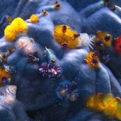 Fargerike juletreormer på en korallblokker