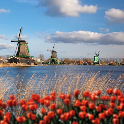 Tradisjonelle nederlandske vindmøller med røde tulipaner i Zaanse Schans, Amsterdam-området, Holland Tradisjonelle nederlandske vindmøller med røde tulipaner i Zaanse Schans, Amsterdam-området, Holland