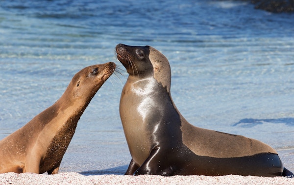 To sjøløver ved Galapagos.