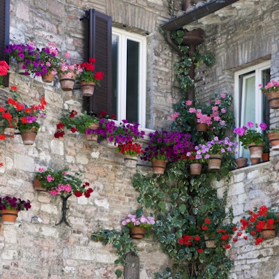 Fargerike blomster i Assisi, Perugia. Italia, Umbria, Assisi, utsikt over det gamle sentrum