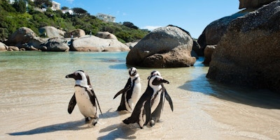 Cape town pingviner