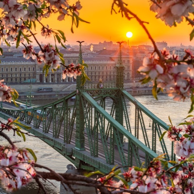 Budapest, Ungarn - Vår i Budapest med Liberty Bridge over elven Donau med tradisjonell gul trikk ved soloppgang og kirsebærblomst i forgrunnen