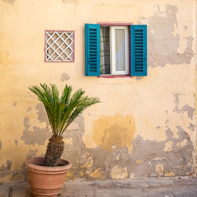 Palme og vinduskarm i gamlebyen i Mdina, Malta