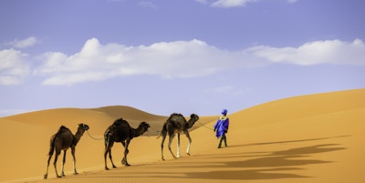 Tuareg med tre kameler i den vestlige delen av Sahara-ørkenen i Marokko. Sahara-ørkenen er verdens største varme ørken.