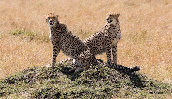 To geparder på en liten haug.