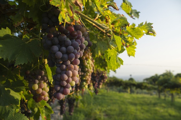 Corvina Veronese druer på en vinranke i en vingård i Valpolicella-området nord for Verona i Italia belyst av varmt sollys