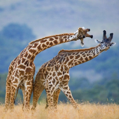To giraffer som står sammen på savannen