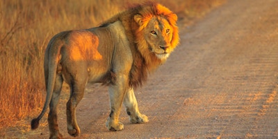 Voksen mannlig løve som står på grusvei inne i Kruger nasjonalpark, Sør-Afrika. Panthera Leo i naturtypen. Løven er en del av de populære Big Five. Soloppgang lys. Fra siden.
