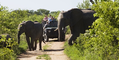 To elefanter som krysser en vei med turister i en jeep i bakgrunnen