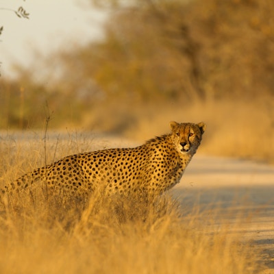 Mannlig gepard ser seg rundt før han kommer inn på veien ved Kruger nasjonalpark