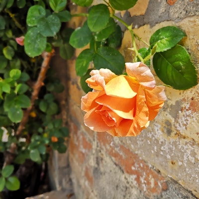 En gul rose vokser ved siden av en murvegg