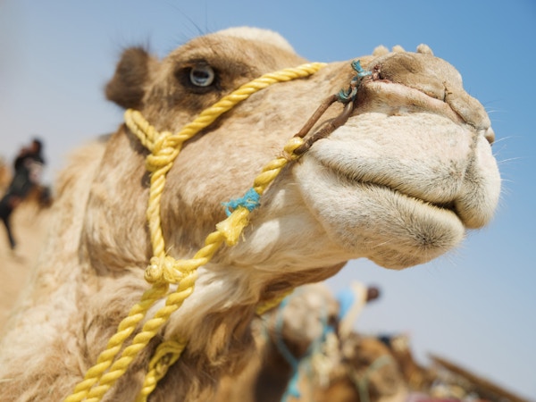 Nærbilde av en kamel