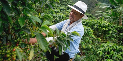 Mann samler inn colombianske kaffebønner på en plantasje