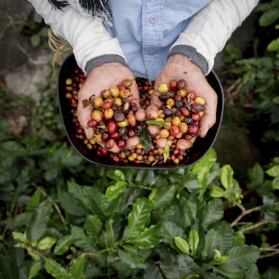 Innsamling av rå kaffebønner på en colombiansk gård - høsting av konsepter