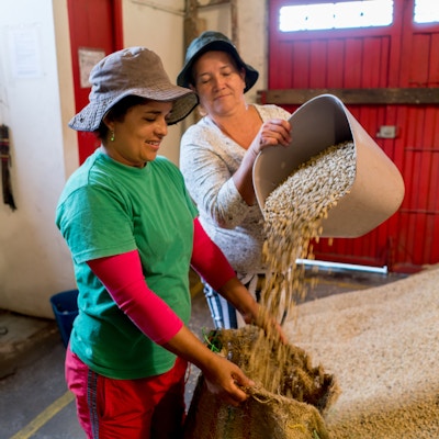 Kvinner som jobber på en colombiansk kaffegård og legger tørre bønner i en sekk