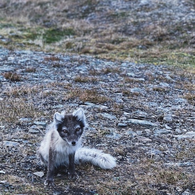Fjellrev på Svalbard