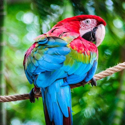 En Scarlet Macaw (Ara macao) ser over skulderen sin mens han sitter på et tau mot en tropisk jungelbakgrunn i Cartagena, Columbia