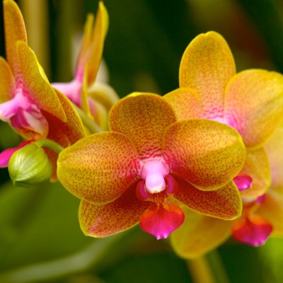 Vakker Orkidé i Colombia.